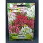 Super Seeds Cleome Spinosa Spider Flower Whiskers Mix Pink White Fuchsia 200+ Pcs
