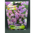 Super Seeds Dwarf Flower Resistant Rockeries Candytuft 400 Pcs