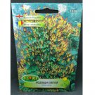 Super Seeds Cascading Spanish Flag Plant Beautiful Garden 40+ Pcs