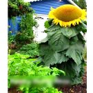 Super Seeds Helianthus annuus tall Mongolian Giant Sunflower 20+ Pcs