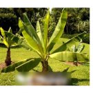Super Seeds Ensete Ventricosum Musa Ethiopian Banana Plant 5 Pcs