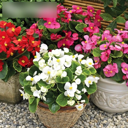 Super Seeds Begonia semperflorens Wax Dwarf Mix Beautiful Flowerd 2000 Pcs