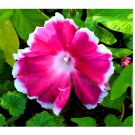 Super Seeds Ipomoea Nil Morning Call Mix Beautiful Flowers 50 Pcs