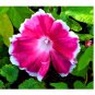 Super Seeds Ipomoea Nil Morning Call Mix Beautiful Flowers 50 Pcs