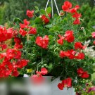 Super Seeds Lathyrus odoratus Dwarf Scarlet Sweet Pea 20 Pcs
