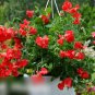 Super Seeds Lathyrus odoratus Dwarf Scarlet Sweet Pea 20 Pcs