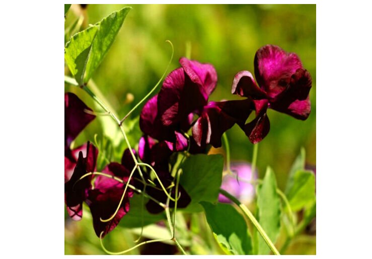 Super Seeds Lathyrus Odoratus Black Sweet Pea Black Knight 20 Pcs