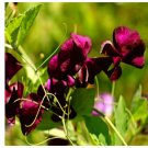 Super Seeds Lathyrus Odoratus Black Sweet Pea Black Knight 20 Pcs