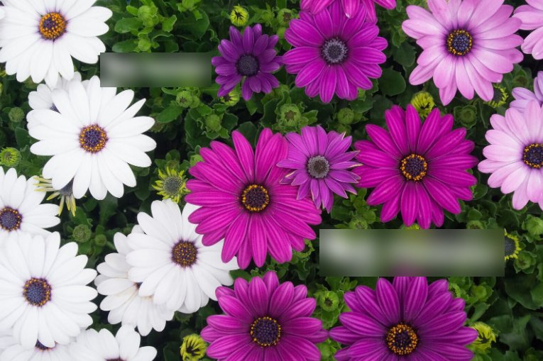Super Seeds Osteospermum ecklonis Star Of The Veldt Ballade Mix 10 Pcs