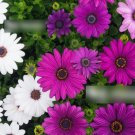 Super Seeds Osteospermum ecklonis Star Of The Veldt Ballade Mix 10 Pcs