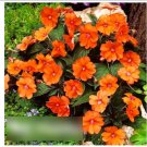 Super Seeds Impatiens walleriana Busy Lizzie Orange Baby Series 200 Pcs