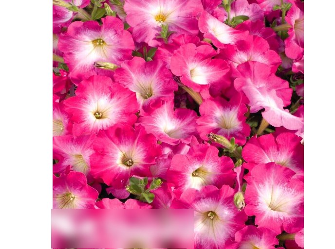 Super Seeds Petunia multiflora Pink Morn Beautiful Flower 100 Pcs