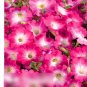 Super Seeds Petunia multiflora Pink Morn Beautiful Flower 100 Pcs