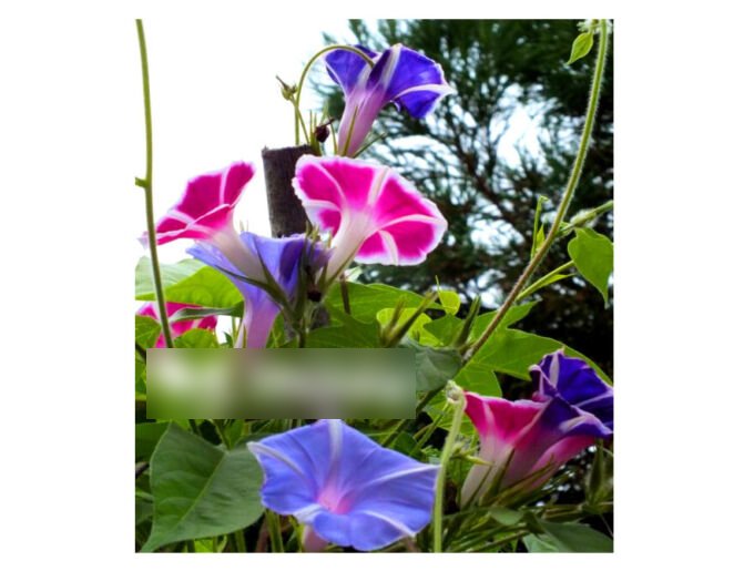 Super Seeds Morning Glory Ipomoea Nil Mount Fuji Mix Beautiful Flower 8 Pcs