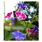 Super Seeds Morning Glory Ipomoea Nil Mount Fuji Mix Beautiful Flower 8 Pcs