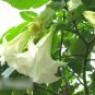 Super Seeds Datura brugmansia Tropical woody shrub Angels Trumpets Double White 8 Pcs