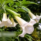 Super Seeds Datura brugmansia Tropical woody shrub Angels Trumpets Single White 8 Pcs