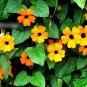 Super Seeds Thunbergia Alata Orange Sunrise Black Eyed Susan Vine 20 Pcs