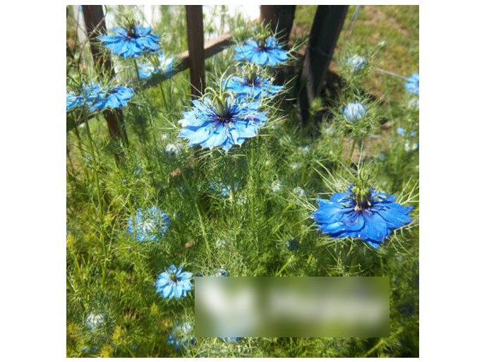 Super Seeds Barrier against slugs Snail Repellent Flowers 100 Pcs