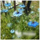 Super Seeds Barrier against slugs Snail Repellent Flowers 100 Pcs