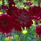 Super Seeds Dahlia pinnata Dwarf Dark Red Bloody Mary Beautiful Flower 60 Pcs