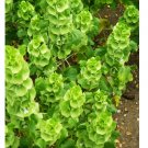 Super Seeds Moluccella laevis Bells Of Ireland Beautiful Flower 400 Pcs