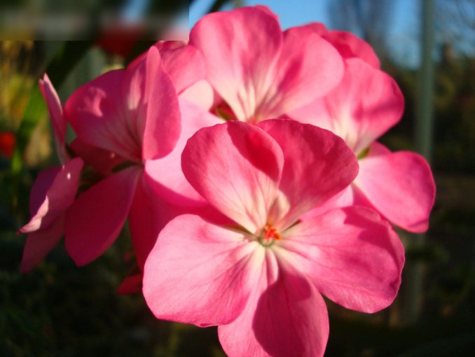 Super Seeds Pelargonium zonale Geranium Colorama Pink 10 Pcs