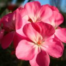 Super Seeds Pelargonium zonale Geranium Colorama Pink 10 Pcs