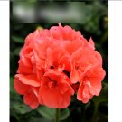 Super Seeds Pelargonium zonale Geranium Colorama Salmon Red Shades 10 Pcs