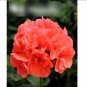 Super Seeds Pelargonium zonale Geranium Colorama Salmon Red Shades 10 Pcs