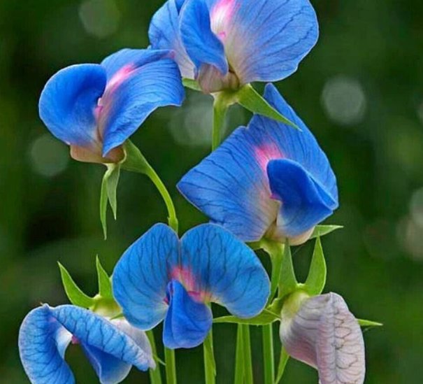 Super Seeds Lathyrus sativus Var azureus Azure Blue with Pink Indian Pea 20 Pcs