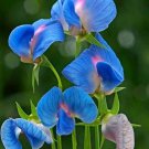Super Seeds Lathyrus sativus Var azureus Azure Blue with Pink Indian Pea 20 Pcs