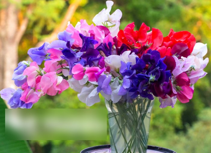 Super Seeds Lathyrus odoratus Sweet Pea Bijou Dwarf Mix 80 Pcs
