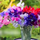 Super Seeds Lathyrus odoratus Sweet Pea Bijou Dwarf Mix 80 Pcs