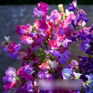 Super Seeds Latyrus odoratus Enchante Sweet Pea Tricolor Climbing Flower 10 Pcs