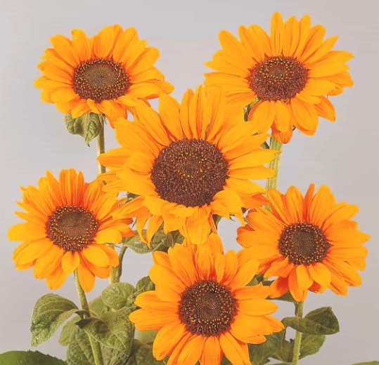 Super Seeds Pollen Free Cut Sunflower Splendor Orange Beautiful Flower 10 Pcs