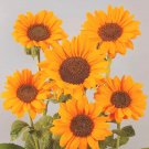 Super Seeds Pollen Free Cut Sunflower Splendor Orange Beautiful Flower 10 Pcs
