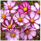 Super Seeds Cosmos Sensation Picotee Bipinnatus Annual Pink White Flowers 300 Pcs