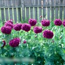 Super Seeds Papaver somniferu Poppy Double Violet Blush 500 Pcs