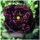 Super Seeds Papaver Paeoniflorum Poppy Black Peony 500 Pcs