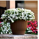 Super Seeds Petunia x Hybrida White Beautiful Flowers 10 Pcs