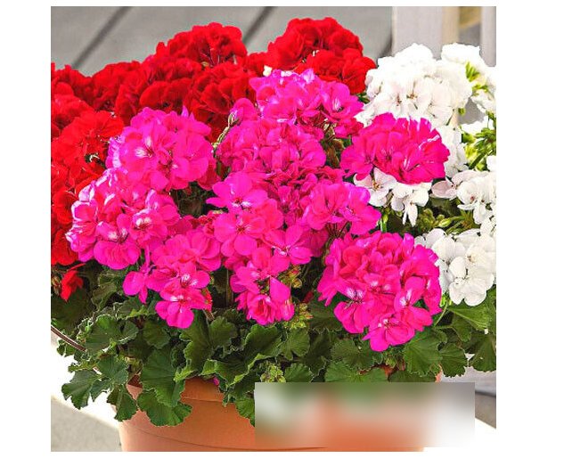 Super Seeds Pelargonium zonale Garden Geranium Colorama 10 Pcs