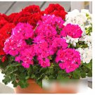Super Seeds Pelargonium zonale Garden Geranium Colorama 10 Pcs