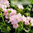 Super Seeds Pelargonium zonale Garden Geranium AppleBlossom 10 Pcs