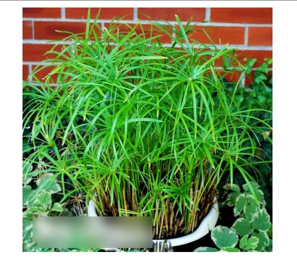 Super Seeds Cyperus Alternifolius nanum Umbrella Plant 100 Pcs