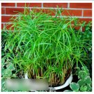Super Seeds Cyperus Alternifolius nanum Umbrella Plant 100 Pcs