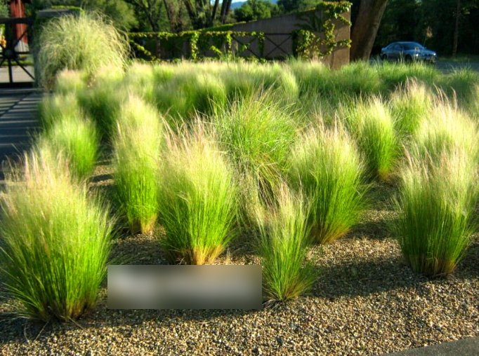 Super Seeds Stipa tenuissima Mexican Feather Grass 100 Pcs