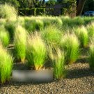 Super Seeds Stipa tenuissima Mexican Feather Grass 100 Pcs