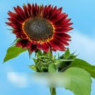 Super Seeds Helianthus annuus Sunflower Red Sun Tall 100 Pcs