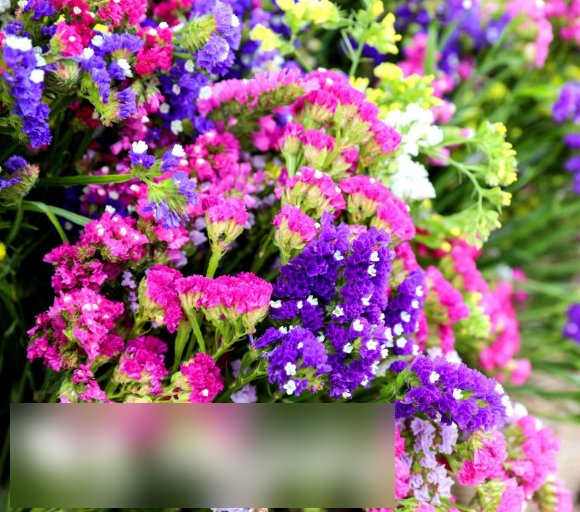 Super Seeds Limonium sinuatum Statice Petit Bouquet Dwarf Mix 80 Pcs